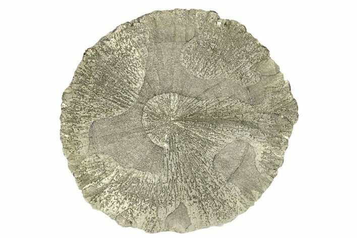 Pyrite Sun - Sparta, Illinois #180653